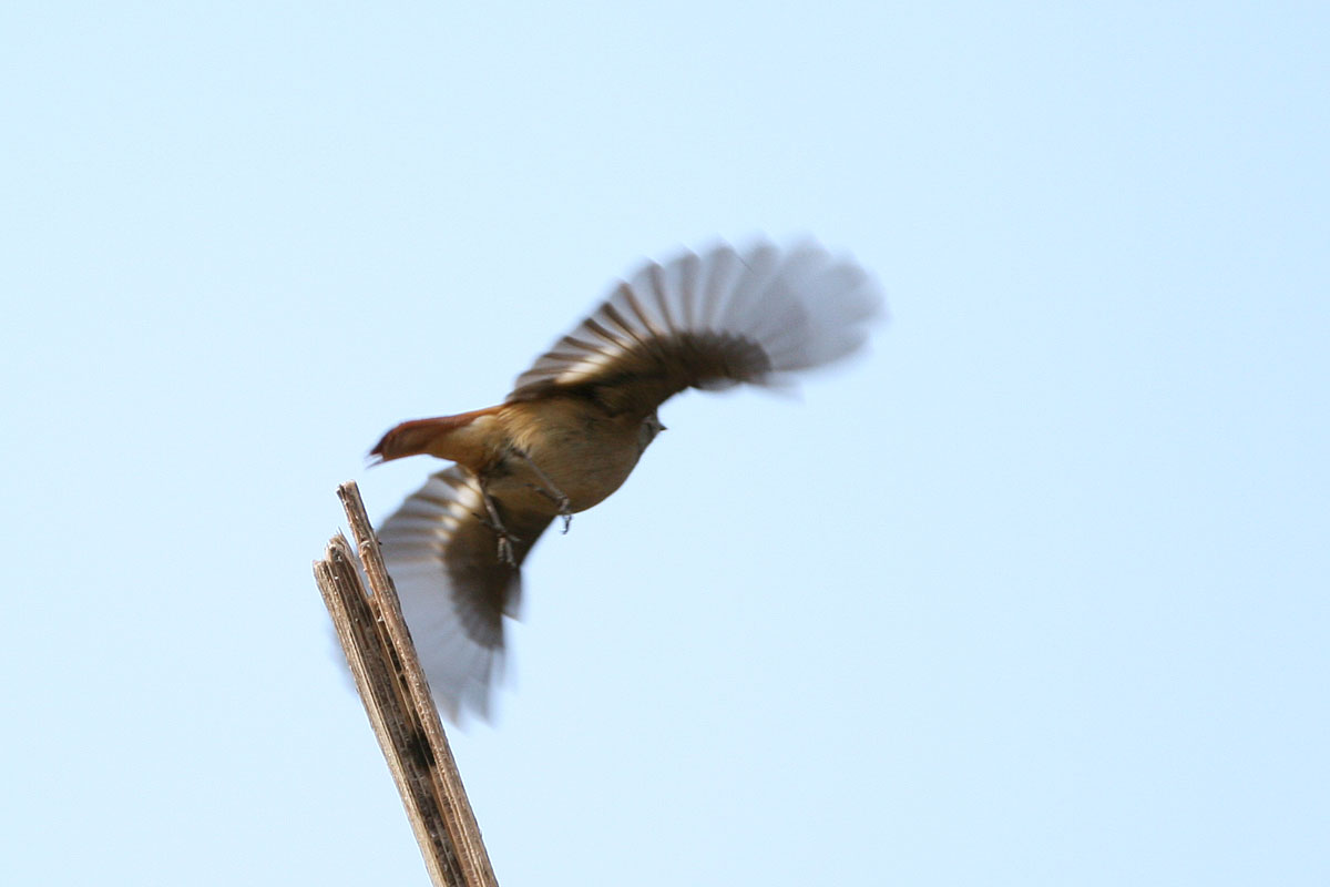 あいかわ公園、もう一度来てしまった 今度は６００mmレンズをかついでね ジョウビタキを狙ってます